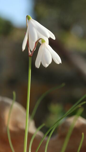 Acis trichophylla