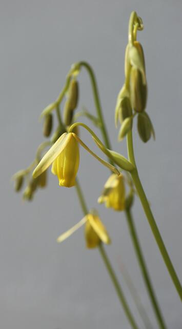 Albuca sp