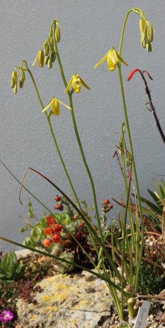 Albuca sp / ex Cedarberg Mt