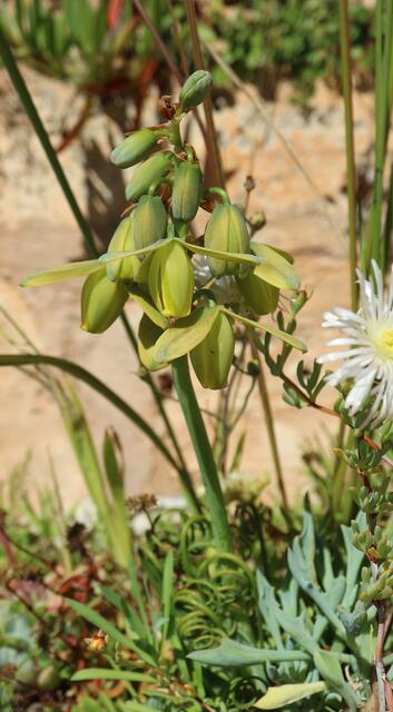 Albuca spiralis