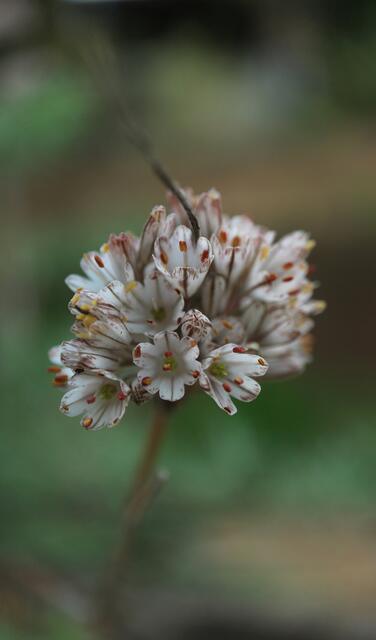 Allium callimischon subsp. haemosthictum