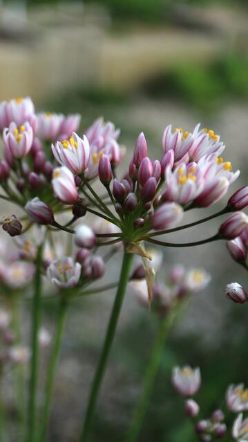 Allium canariense