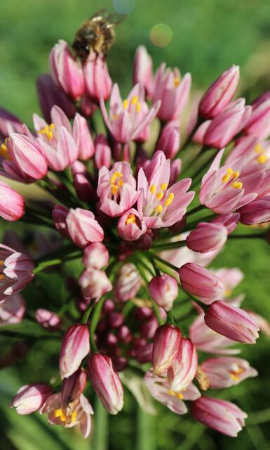 Allium canariense / ex Tenerife