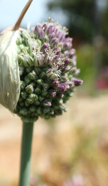 Allium commutatum