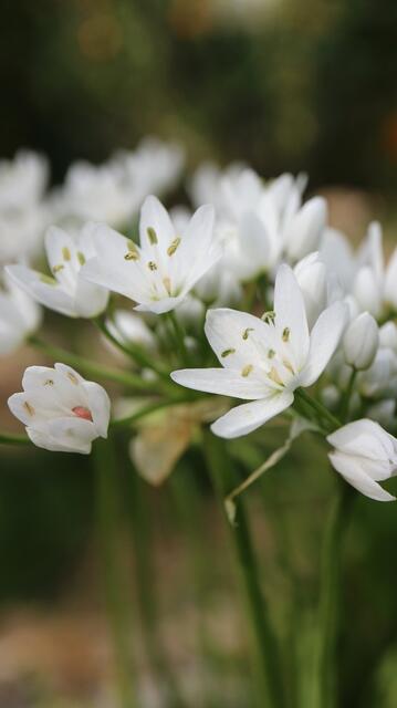 Allium neapolitanum