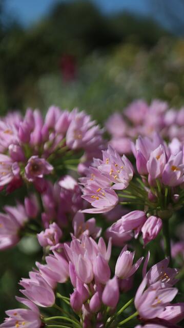 Allium roseum var. grandiflorum