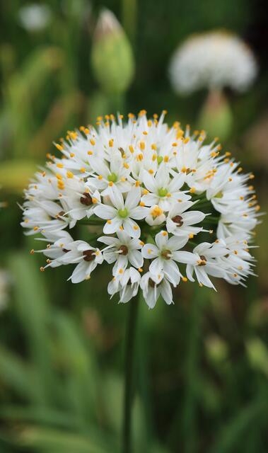 Allium subhirsutum