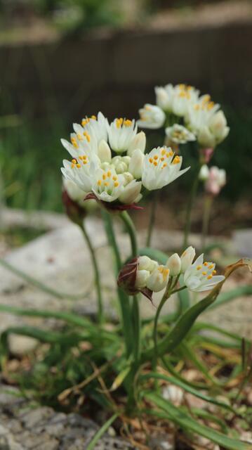Allium subvillosum