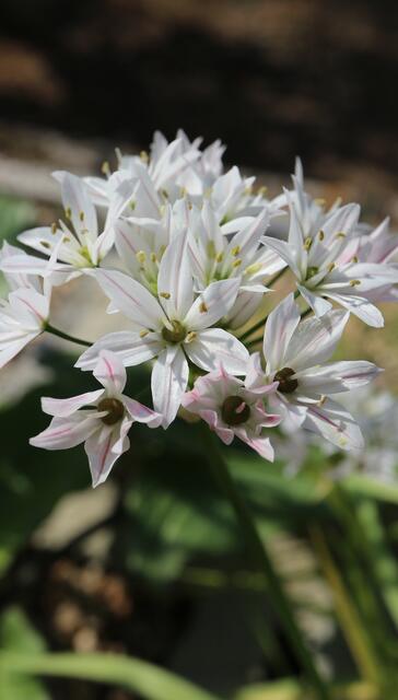 Allium trifoliatum