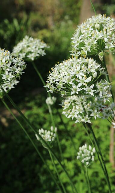 Allium tuberosum