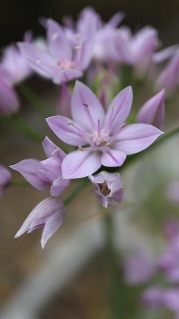 Allium unifolium