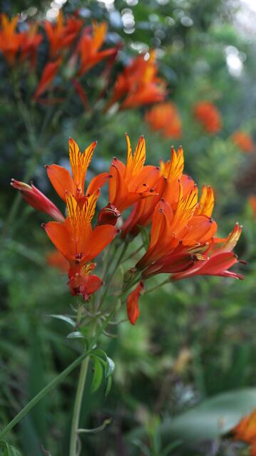 Alstroemeria ligtu subsp. simsii