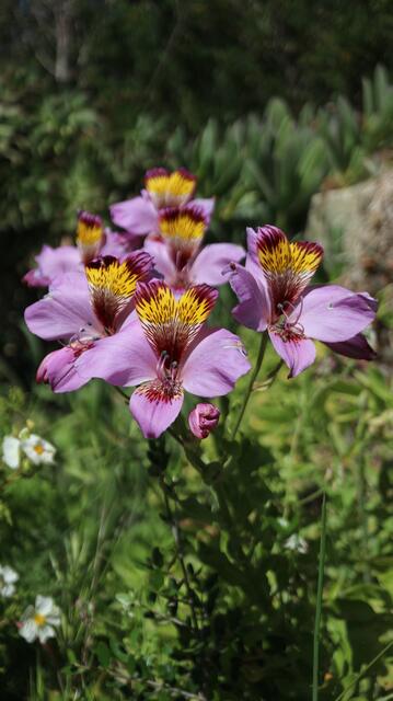 Alstroemeria magnifica