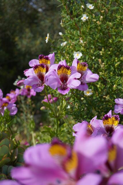 Alstroemeria magnifica / ex La Serena