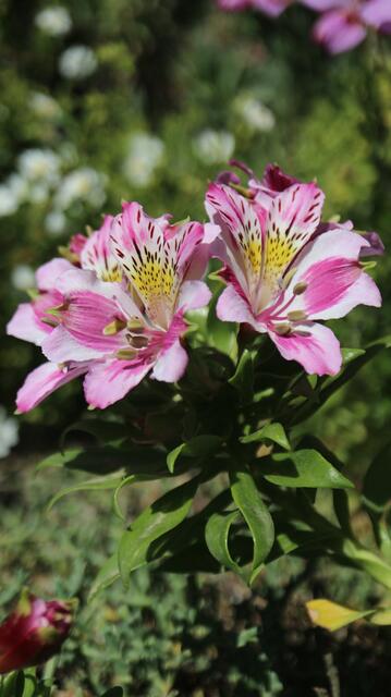Alstroemeria peregrina