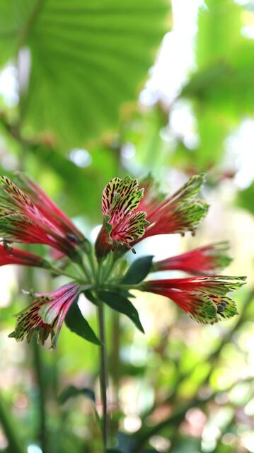 Alstroemeria psittacina