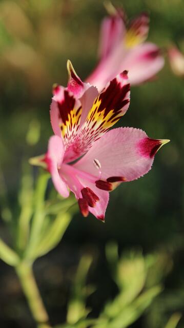 Alstroemeria pulchra