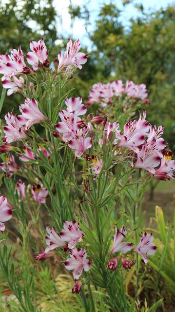 Alstroemeria pulchra / ex La Ligua