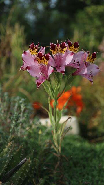Alstroemeria pulchra / ex La Ligua