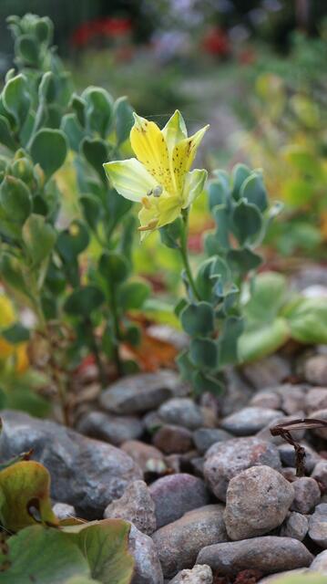 Alstroemeria weddermanii