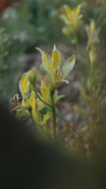Alstroemeria weddermanii