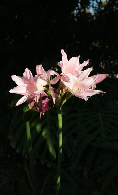 Amarine x (Amaryllis belladonna x Crinum moorei )