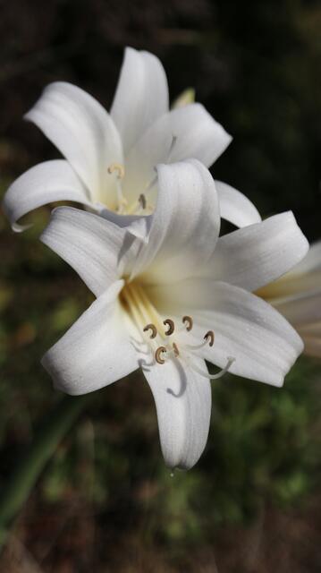 Amarygia 'White Queen' (Amaryllis belladonna x Brunsvigia)