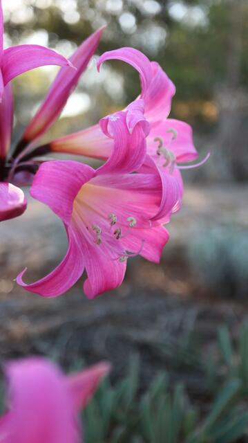Amaryllis belladonna
