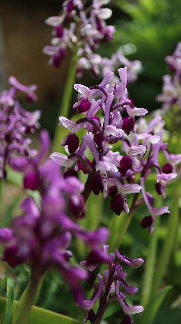 Anacamptis longicornu
