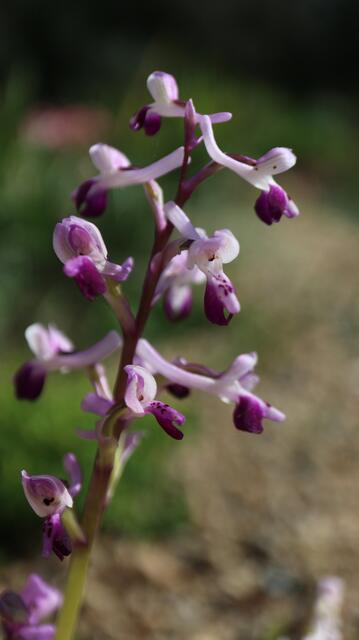 Anacamptis longicornu / ex Mallorca