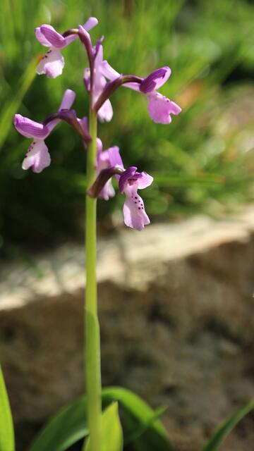 Anacamptis longicornu / ex Mallorca