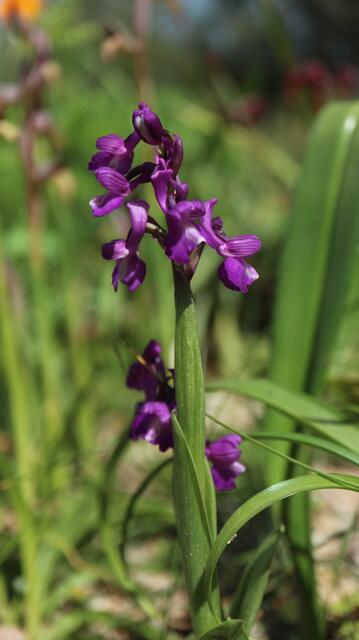 Anacamptis morio subsp. champagneuxii