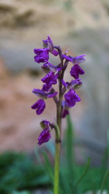 Anacamptis morio subsp. champagneuxii / ex Ronda