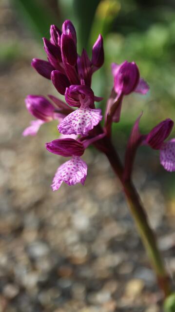 Anacamptis papilionacea