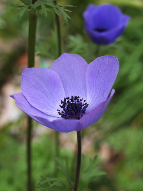 Anemone coronaria