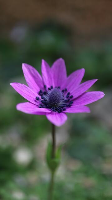 Anemone hortensis
