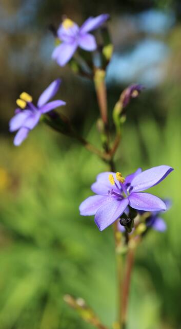 Aristea ecklonii