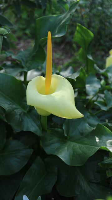 Arum creticum