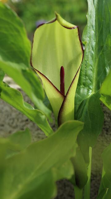 Arum hygrophilum