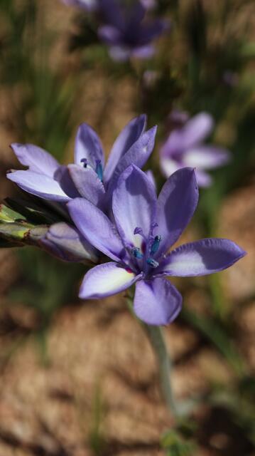 Babiana disticha - syn: Babiana fragrans