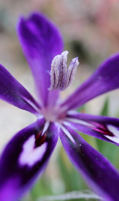 Babiana framesii