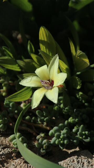 Babiana pygmaea