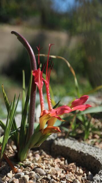 Babiana ringens