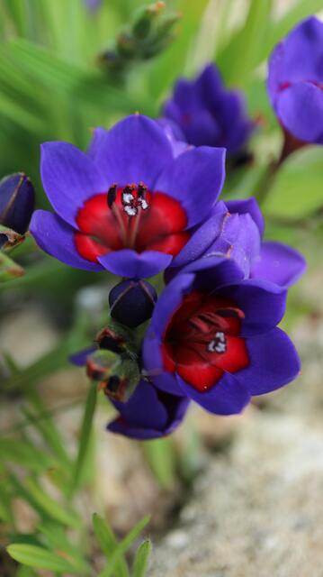 Babiana rubrocyanea