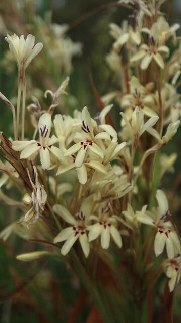 Babiana spathacea (cream form)