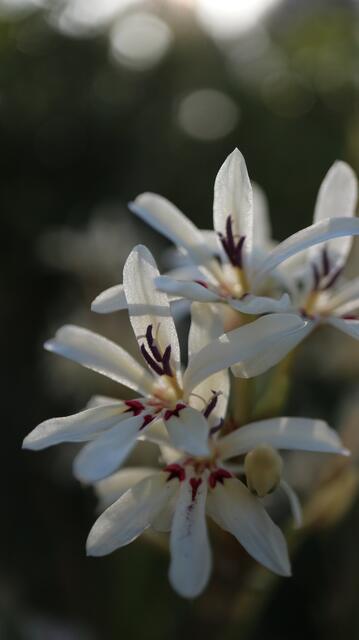 Babiana spathacea (White form)