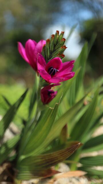 Babiana villosa