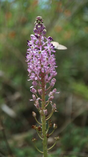 Barnardia numidica