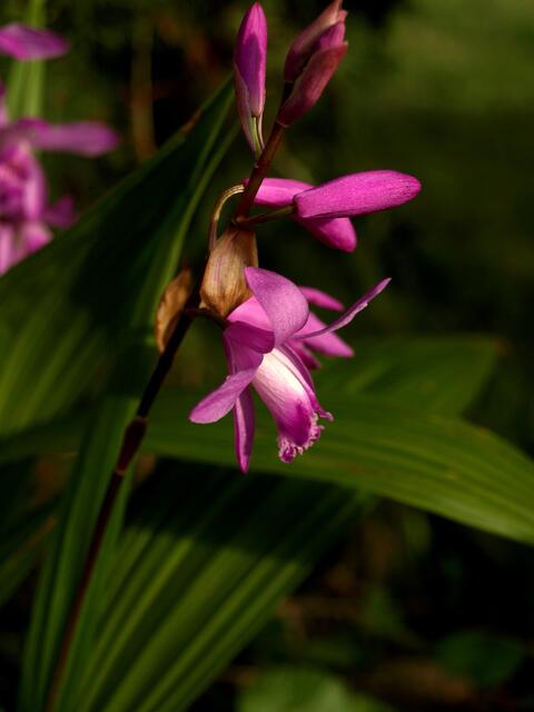 Bletilla striata