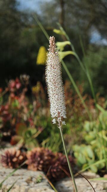 Bulbinella cauda-felis